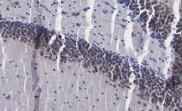 抗c-Fos抗体 クローン1D10 ZooMAb&#174;ウサギモノクローナル recombinant, expressed in HEK 293 cells