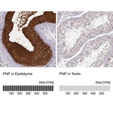 ANTI-PNP antibody produced in rabbit Prestige Antibodies&#174; Powered by Atlas Antibodies, affinity isolated antibody, buffered aqueous glycerol solution