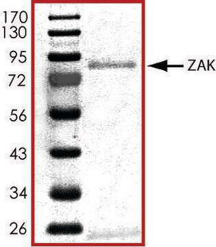 ZAK、活性型、GSTタグ融合 ヒト PRECISIO&#174; Kinase, recombinant, expressed in baculovirus infected Sf9 cells, &#8805;70% (SDS-PAGE), buffered aqueous glycerol solution