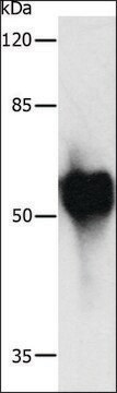 抗-c-Myc标签 兔抗 affinity isolated antibody