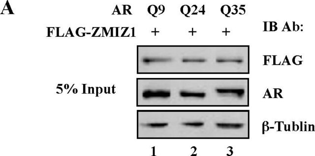 Anticorpo anti-recettore androgenico from rabbit, purified by affinity chromatography