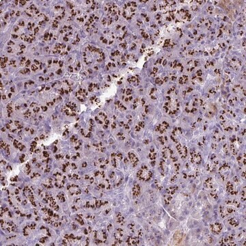 Anti-FAM43A antibody produced in rabbit Prestige Antibodies&#174; Powered by Atlas Antibodies, affinity isolated antibody, buffered aqueous glycerol solution