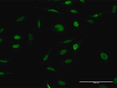 Anti-ZFP42 antibody produced in mouse purified immunoglobulin, buffered aqueous solution