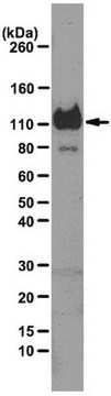 Anti-LIBS2 epitope (Integrin beta3 subunit) Antibody, clone ab62 clone ab62, from mouse