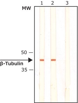 Monoclonal Anti-&#946;-Tubulin I+II antibody produced in mouse clone JDR.3B8, ascites fluid