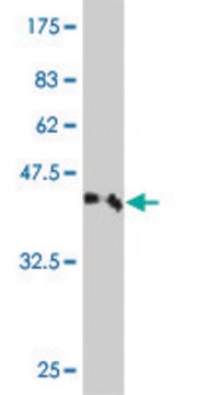 Monoclonal Anti-ZSCAN1 antibody produced in mouse clone 7C1, purified immunoglobulin, buffered aqueous solution