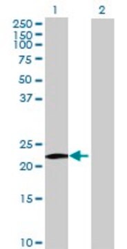 Anti-MS4A8B antibody produced in mouse purified immunoglobulin, buffered aqueous solution