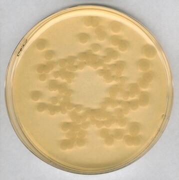 Agar di soia triptico - Terreno di coltura disidratato NutriSelect&#174; Plus, powder, suitable for microbiology