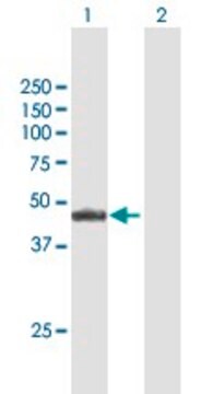 Anti-NR2E3 antibody produced in mouse purified immunoglobulin, buffered aqueous solution