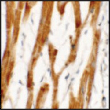 Anti-FCHO2 antibody produced in rabbit affinity isolated antibody, buffered aqueous solution