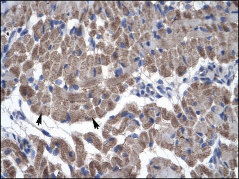 Anti-GAS7 IgG fraction of antiserum