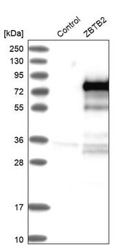 Anti-ZBTB2 antibody produced in rabbit Prestige Antibodies&#174; Powered by Atlas Antibodies, affinity isolated antibody, buffered aqueous glycerol solution, Ab4