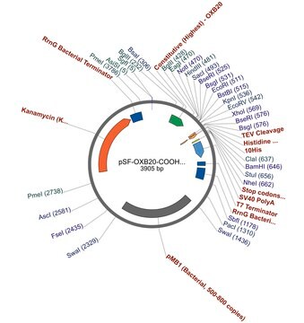 PSF-OXB20-COOH-TEV-10HIS - C-TERMINAL 10HIS TAG BACTERIAL PLASMID plasmid vector for molecular cloning