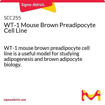 WT-1 Mouse Brown Preadipocyte Cell Line WT-1 mouse brown preadipocyte cell line is a useful model for studying adipogenesis and brown adipocyte biology.