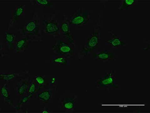 Anti-HMGA1 antibody produced in mouse purified immunoglobulin, buffered aqueous solution