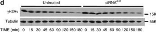 Anticuerpo anti-tubulina beta, clon KMX-1 clone KMX-1, Chemicon&#174;, from mouse