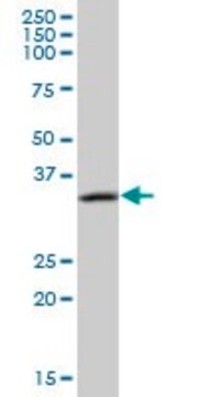 Anti-CAMLG antibody produced in mouse IgG fraction of antiserum, buffered aqueous solution