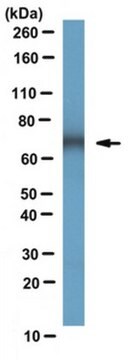 Anti-Dopamine Transporter Antibody, clone mAb16 clone mAB16, from mouse