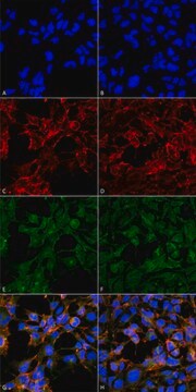 Monoclonal Anti-Malondialdehyde-PerCP antibody produced in mouse clone 6H6