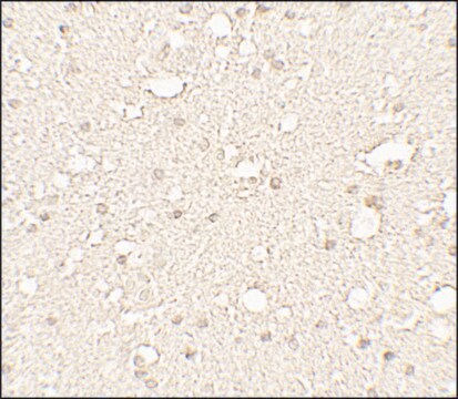 Anti-ALPHA-TUBULIN antibody produced in rabbit affinity isolated antibody