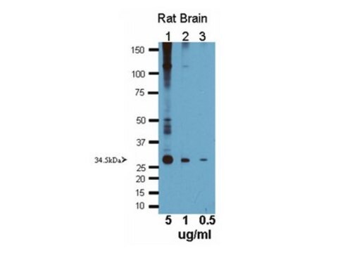 Anticorps anti-aquaporine&nbsp;4 Chemicon&#174;, from rabbit