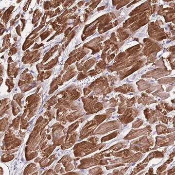 Anti-NLRP9 antibody produced in rabbit Prestige Antibodies&#174; Powered by Atlas Antibodies, affinity isolated antibody, buffered aqueous glycerol solution