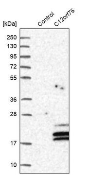 Anti-C12orf76 antibody produced in rabbit Prestige Antibodies&#174; Powered by Atlas Antibodies, affinity isolated antibody, buffered aqueous glycerol solution