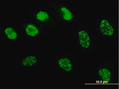 Monoclonal Anti-MSH6 antibody produced in mouse clone 1F2, purified immunoglobulin, buffered aqueous solution