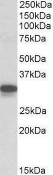 Anti-Cyb5r3 (C-terminal) antibody produced in goat affinity isolated antibody, buffered aqueous solution