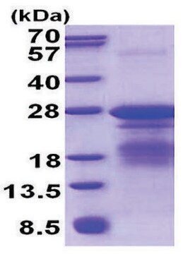 TREM1 human recombinant, expressed in E. coli, &#8805;85% (SDS-PAGE)