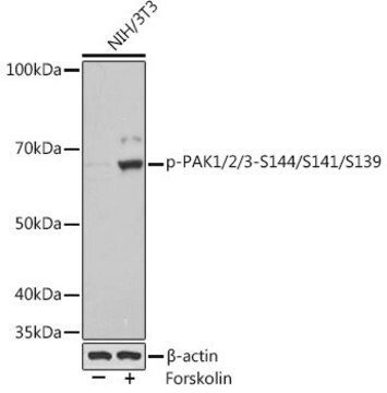 Anti-Phospho-PAK1/2/3-S144/S141/S139 antibody produced in rabbit