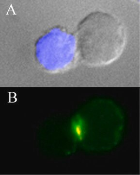 Anti-CD3&#949; Antibody, clone APA1/1 clone APA1/1, Upstate&#174;, from mouse