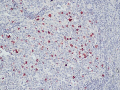 Anti-Human IgM (&#956;-chain specific)&#8722;Peroxidase antibody produced in goat affinity isolated antibody