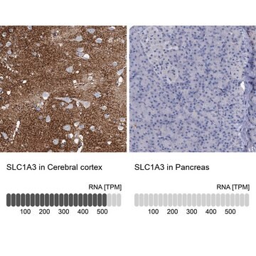 Anti-SLC1A3 antibody produced in rabbit Prestige Antibodies&#174; Powered by Atlas Antibodies, affinity isolated antibody, buffered aqueous glycerol solution