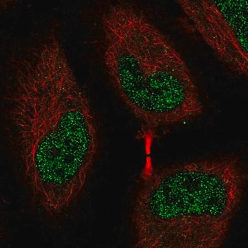 Anti-EEF2K Prestige Antibodies&#174; Powered by Atlas Antibodies, affinity isolated antibody