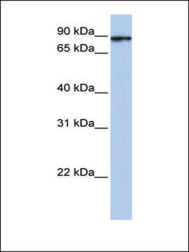 Anti-HSPA4L antibody produced in rabbit affinity isolated antibody