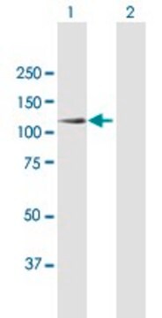 Anti-SYNJ2 antibody produced in mouse purified immunoglobulin, buffered aqueous solution