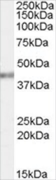 Anti-PCBP4 antibody produced in goat affinity isolated antibody, buffered aqueous solution