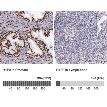 Anti-H1F0 antibody produced in rabbit Prestige Antibodies&#174; Powered by Atlas Antibodies, affinity isolated antibody, buffered aqueous glycerol solution