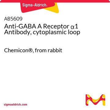 Anti-GABA A Receptor &#945;1 Antibody, cytoplasmic loop Chemicon&#174;, from rabbit