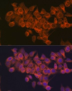 Anti-NDUFAF1 antibody produced in rabbit