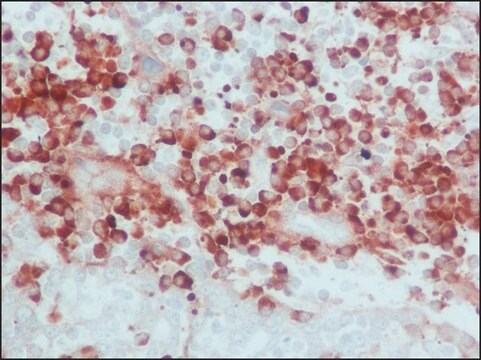 抗ヒトIgG (全分子)&#8722;ペルオキシダーゼ ヤギ宿主抗体 IgG fraction of antiserum, buffered aqueous solution