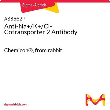 抗-Na+/K+/Cl-共转运蛋白2抗体 Chemicon&#174;, from rabbit