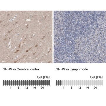 Anti-GPHN antibody produced in rabbit Prestige Antibodies&#174; Powered by Atlas Antibodies, affinity isolated antibody, buffered aqueous glycerol solution