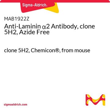 Anti-Laminin &#945;2 Antibody, clone 5H2, Azide Free clone 5H2, Chemicon&#174;, from mouse