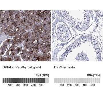 Anty-PDP4 Prestige Antibodies&#174; Powered by Atlas Antibodies, affinity isolated antibody, buffered aqueous glycerol solution