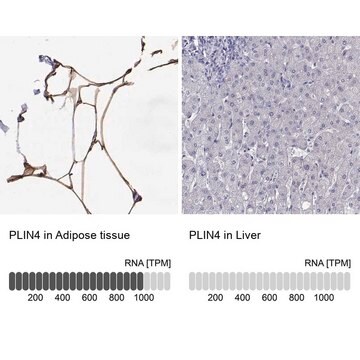 Anti-PLIN4 antibody produced in rabbit Prestige Antibodies&#174; Powered by Atlas Antibodies, affinity isolated antibody, buffered aqueous glycerol solution