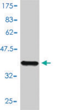 Monoclonal Anti-NUMB antibody produced in mouse clone 4A7-A6, purified immunoglobulin, buffered aqueous solution