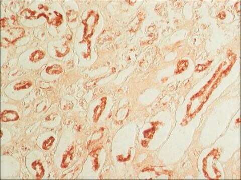 抗オステオポンチン ウサギ宿主抗体 affinity isolated antibody, buffered aqueous solution