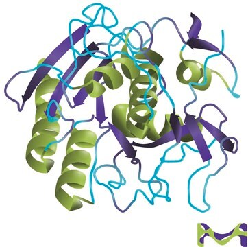 Proteinasa&#160;K from Tritirachium album lyophilized powder, &#8805;30&#160;units/mg protein